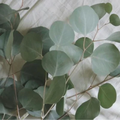 retrouvez le top 10 des huiles essentielles à utiliser en hiver d'après Chantal Fiechter sur le site Vitalsace.com